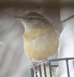 feeder bird.jpg