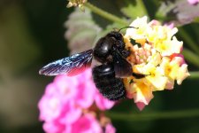 Carpenter Bee.jpg