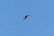 Frigatebird.jpg