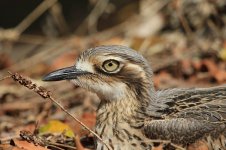 Bush Stone-Curlew au 6.jpg