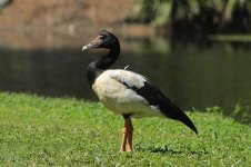 Magpie Goose au 2.jpg