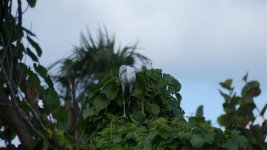 littleblueheron.jpg