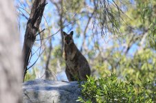 Sharmans Rock Wallaby au 2.jpg