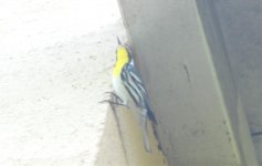 Yellowbreast.jpg