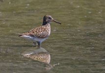 Pec sandpiper Alikudi Pool on 11 May 2017 2.JPG