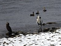 DSC03532 Grey Heron @ Nagano.jpg