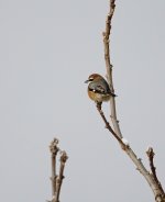 DSC03533 Bull-headed Shrike @ Nagano.jpg