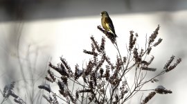 DSC03536 Oriental Greenfinch @ Nagano.jpg