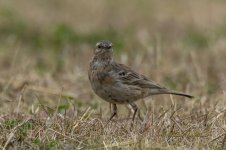 pipit3.jpg