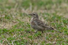 pipit4.jpg