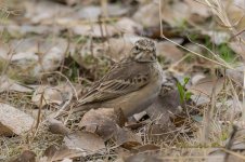 pipit5.jpg