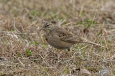 pipit6.jpg