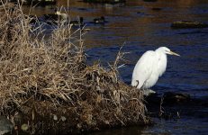 DSC03743 Great Egret @ Nagano.jpg