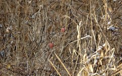 DSC03542 Long-tailed Rosefinch @ Nagano.jpg