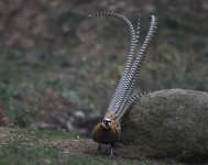 Reeves Pheasant_Dongzhai_030119a.jpg