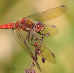 darter at 400mm 01PN lab-Edit.jpg