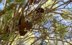 2018.10.13 Common Crossbill.JPG