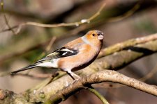 Chaffinch 1.jpg