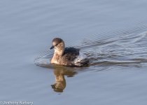 Little Grebe-2963.jpg