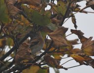 Brambling_Girdle Ness_131018a.jpg