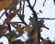 Yellow-browed Warbler_Girdle Ness_131018a.jpg