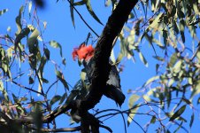 Gang-gang Cockatoo au 1.jpg