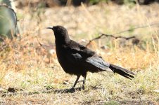 White-winged Chough au 2.jpg