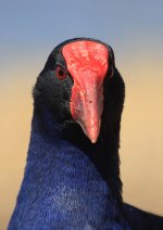 Purple Swamphen au 3.jpg