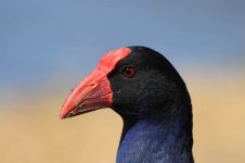 Purple Swamphen au 2.jpg