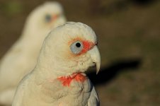 Long-billed Corella au 2.jpg