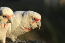 Long-billed Corella au 3.jpg