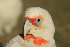 Long-billed Corella au 4.jpg