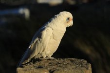 Little Corella au 2.jpg