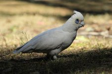 Little Corella au 1.jpg