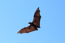 Grey-headed Flying Fox au 3.jpg