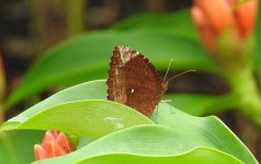 iden jardin botanico - copia.JPG