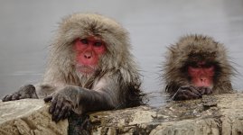 DSC03638 Snow Monkeys @ Nagano.jpg