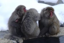 DSC03560 Snow Monkeys @ Nagano.jpg