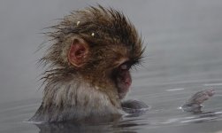 DSC03609 Snow Monkey @ Nagano.jpg