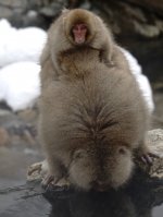 DSC03687 Snow Monkeys @ Nagano.jpg