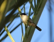 sardinian warbler.jpg