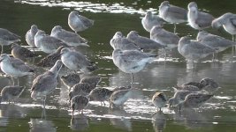 Dowitcher, Short-billed.jpg