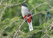 Trogon.jpg