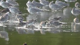 Dowitcher, Short-billed(2).jpg