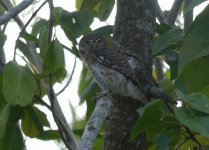 PygmyOwl (2).jpg