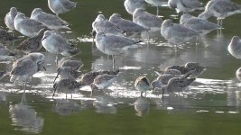 Dowitcher, Short-billed(3).jpg