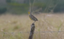 EasternMeadowlark.jpg