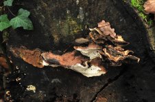 bracket fungi 1.JPG