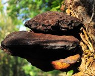 bracket fungi.JPG