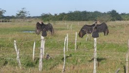 TurkeyVultures.jpg